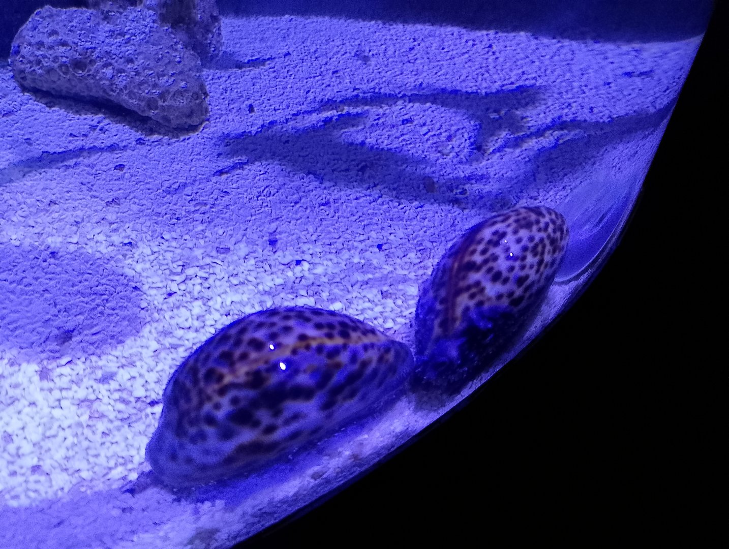 Cone snails and horseshoe crabs