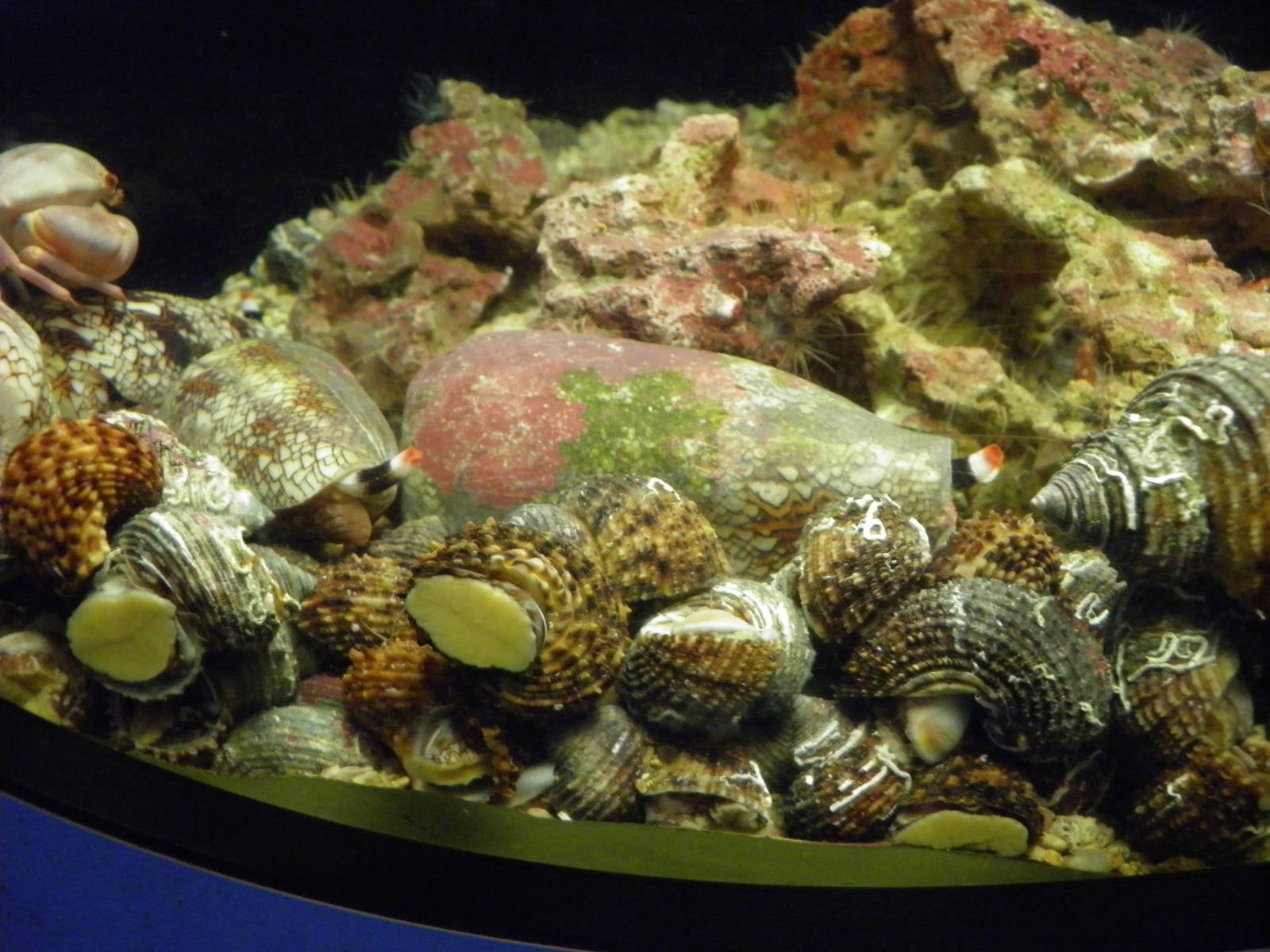Cone Snails