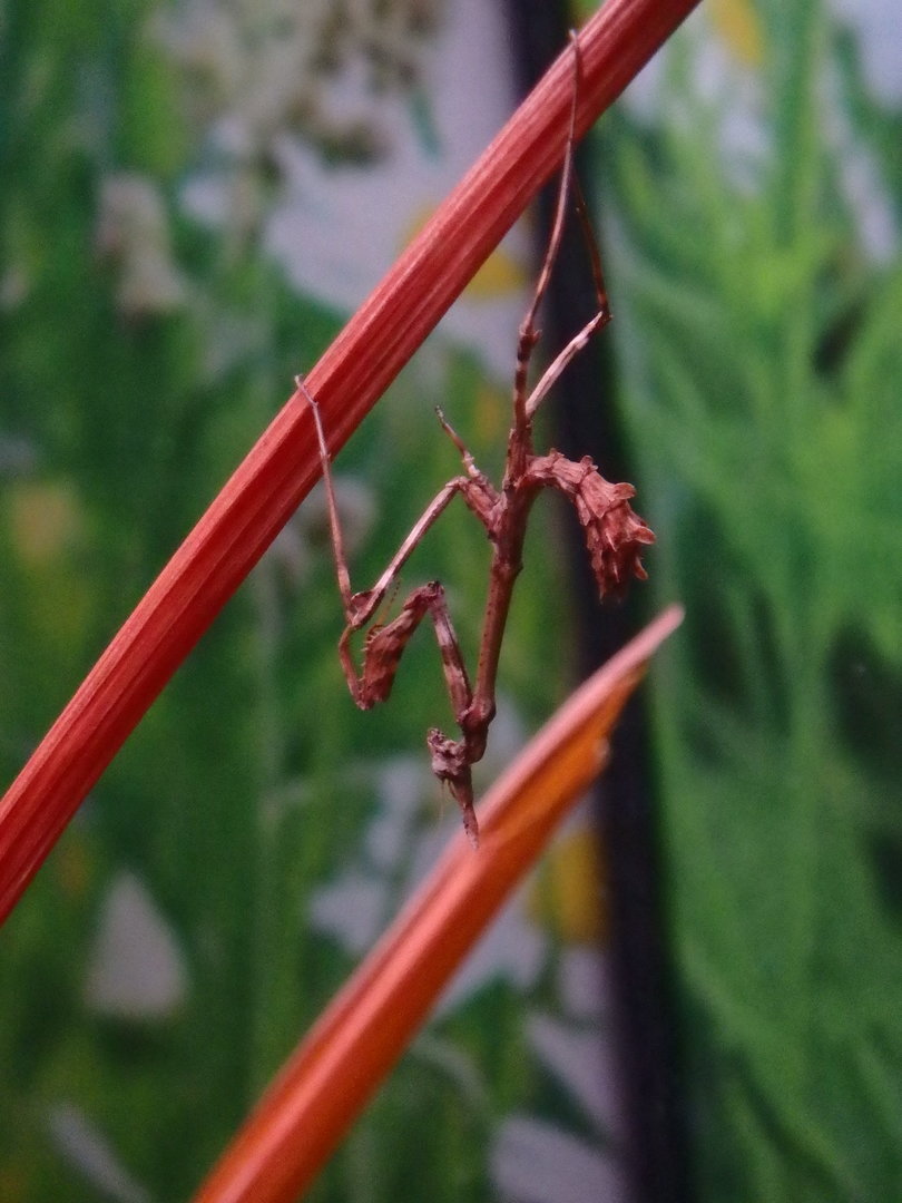 Conehead mantis