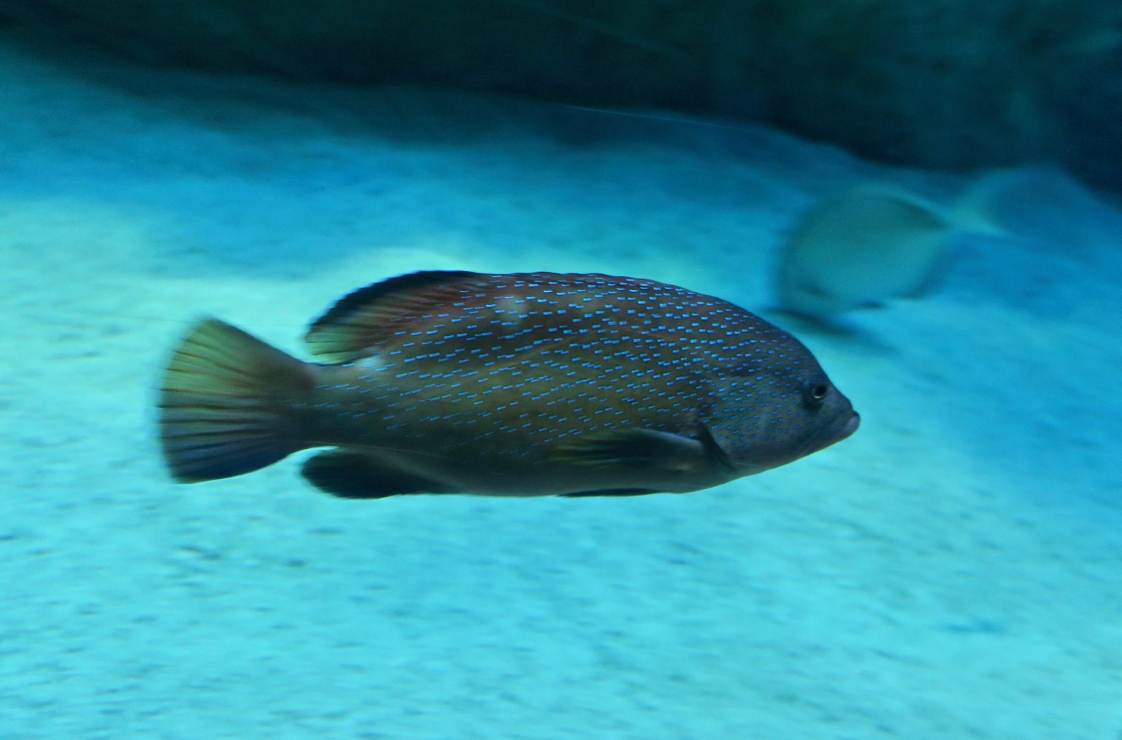 Coney (Cephalopholis fulva)