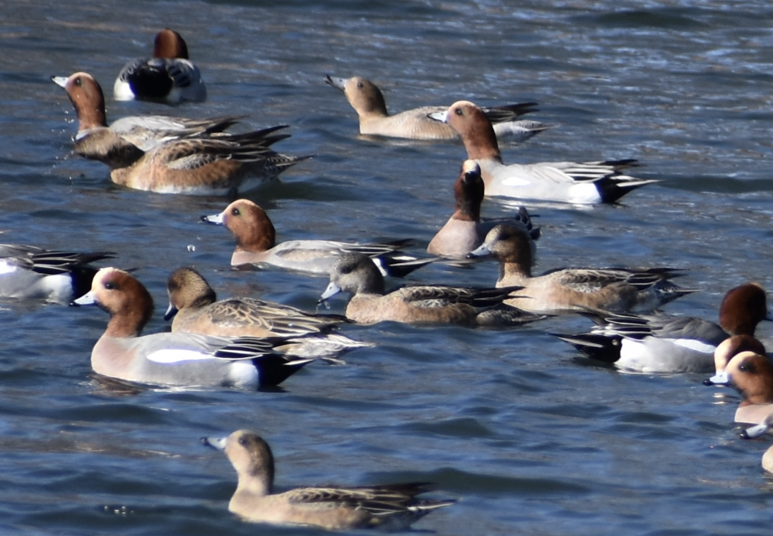 [CONFIRMATION NEEDED] Eurasian Wigeon and Possible American Wigeon ~ Karuizawa