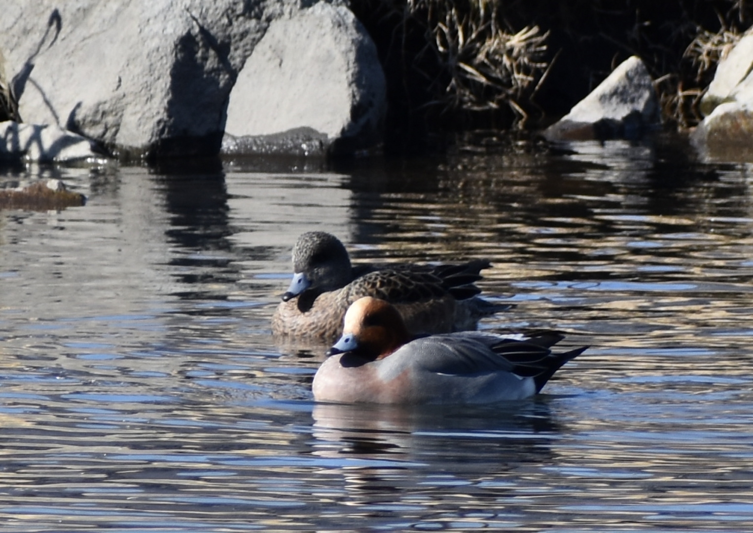 [CONFIRMATION NEEDED] Eurasian Wigeon and Possible American Wigeon ~ Karuizawa