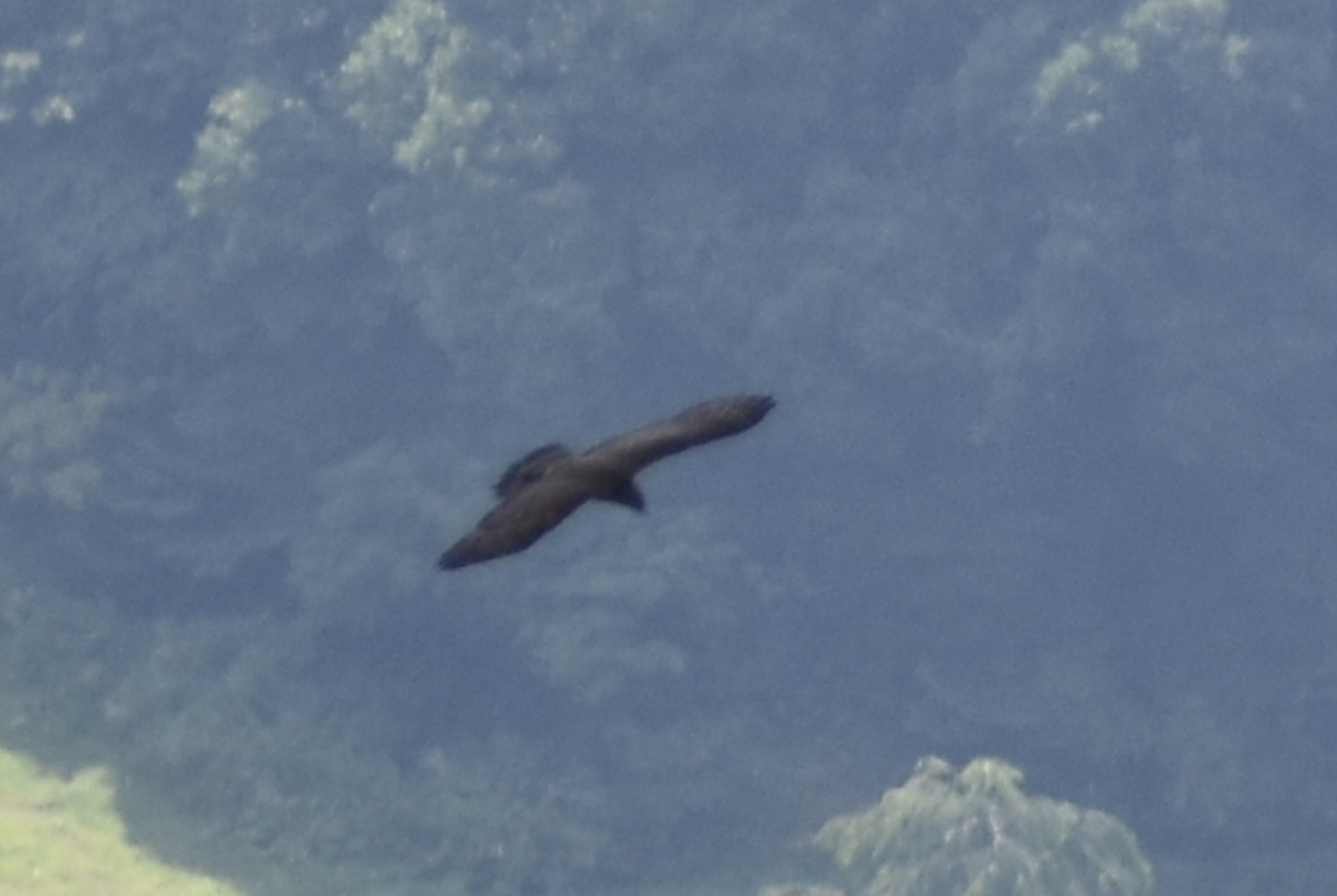 [CONFIRMATION NEEDED] Oriental Honey Buzzard ~ Mt. Karamatsu, Hakuba