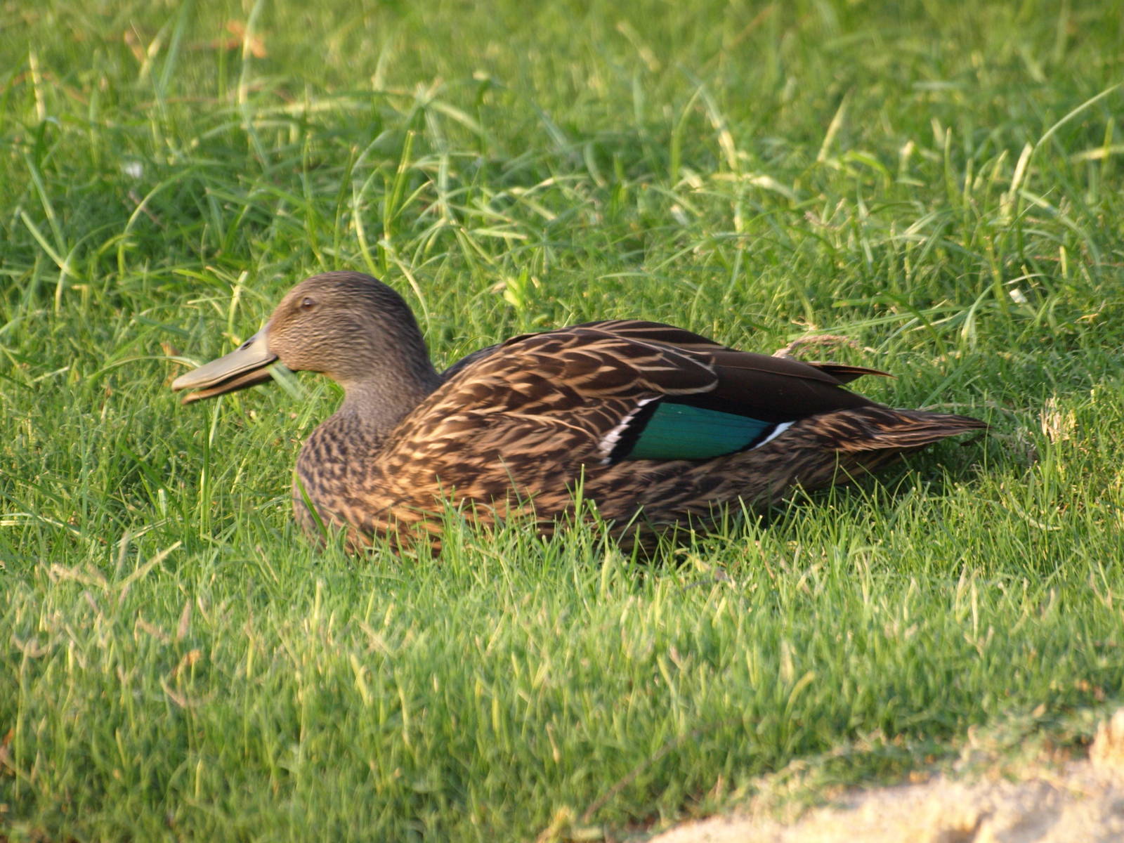 confirmed it´s a Meller's Duck