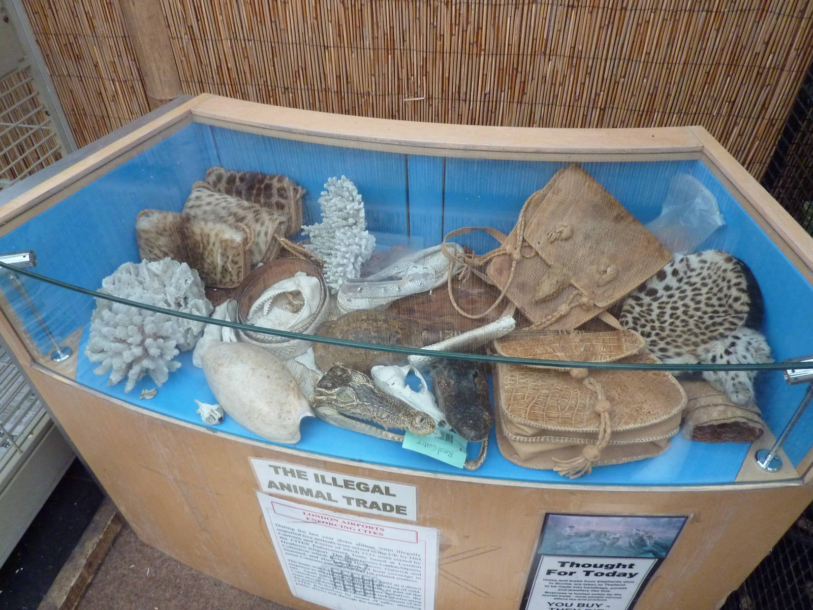 Confiscated animal products in animal display room