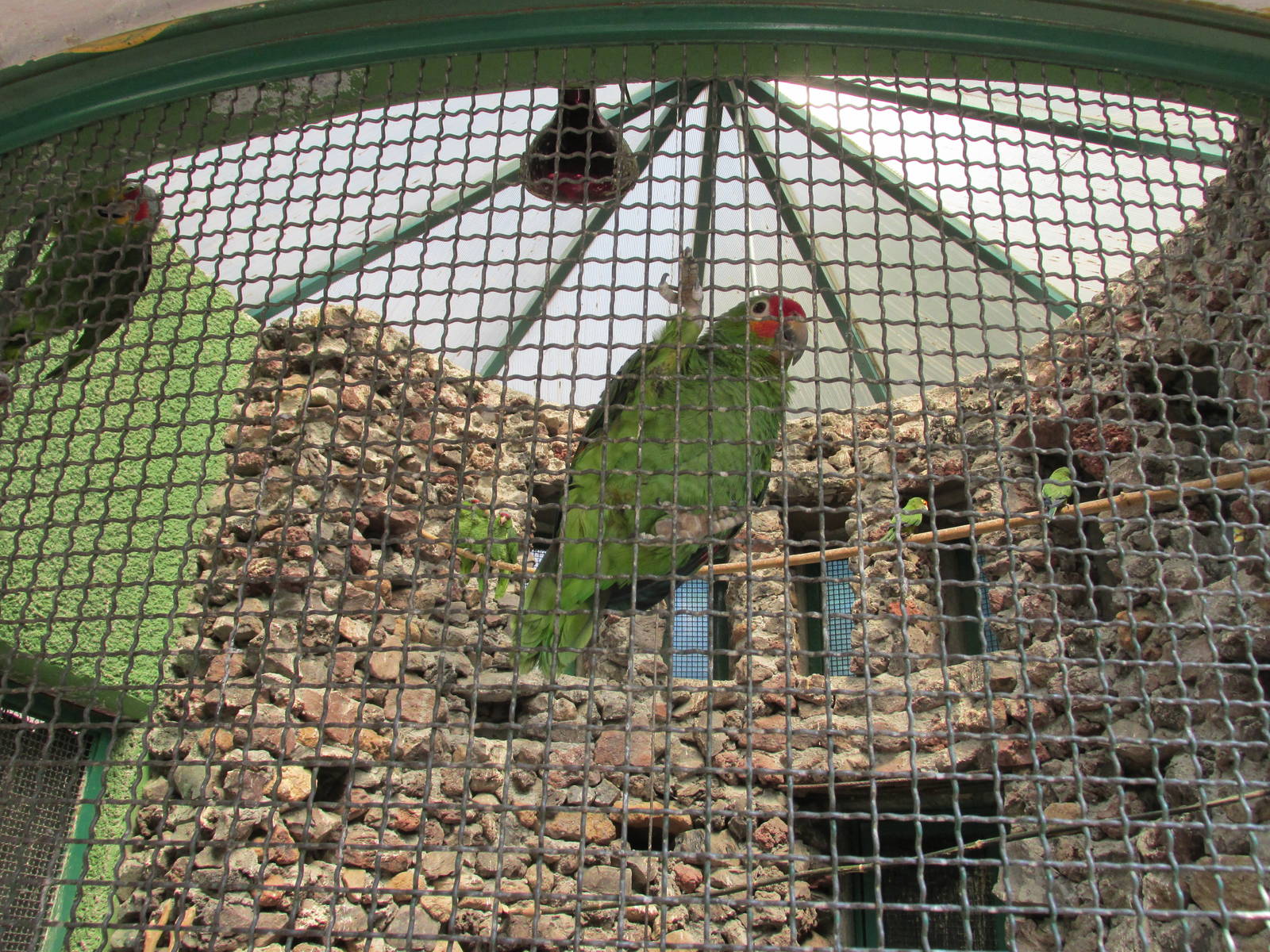 confiscated parrots aviary neza zoo