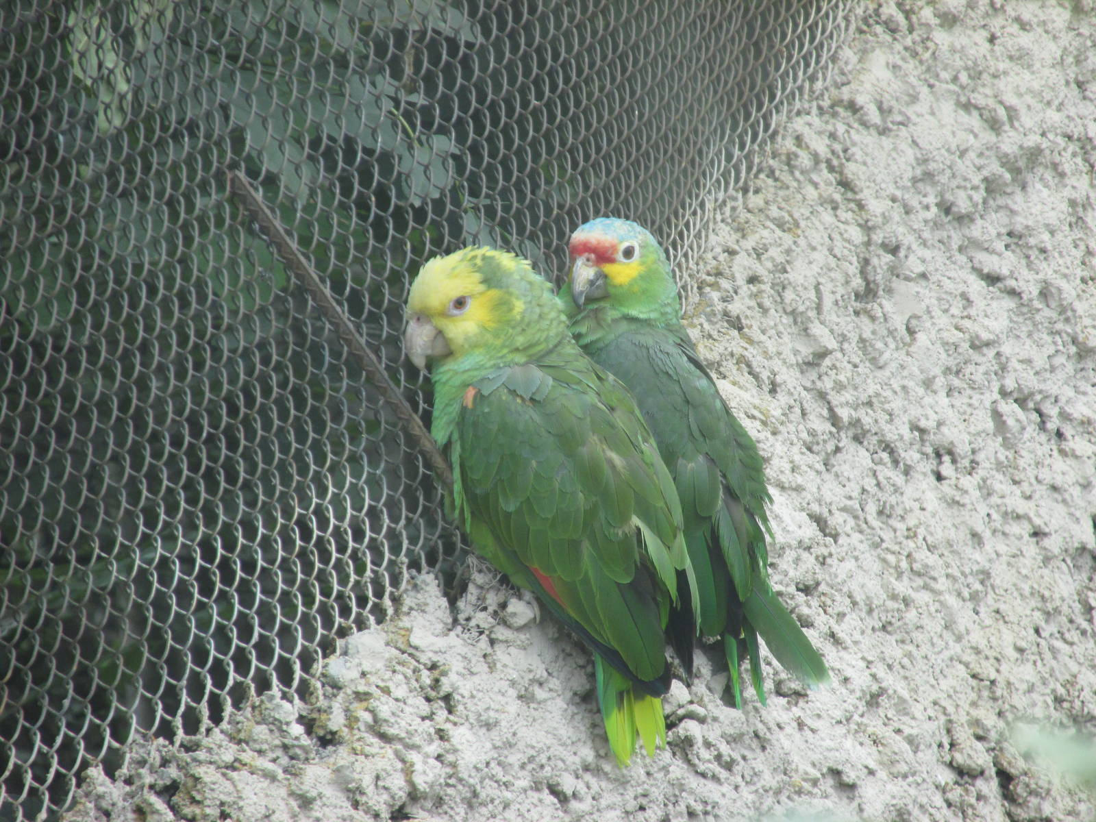 confiscated parrots zoologico del altiplano