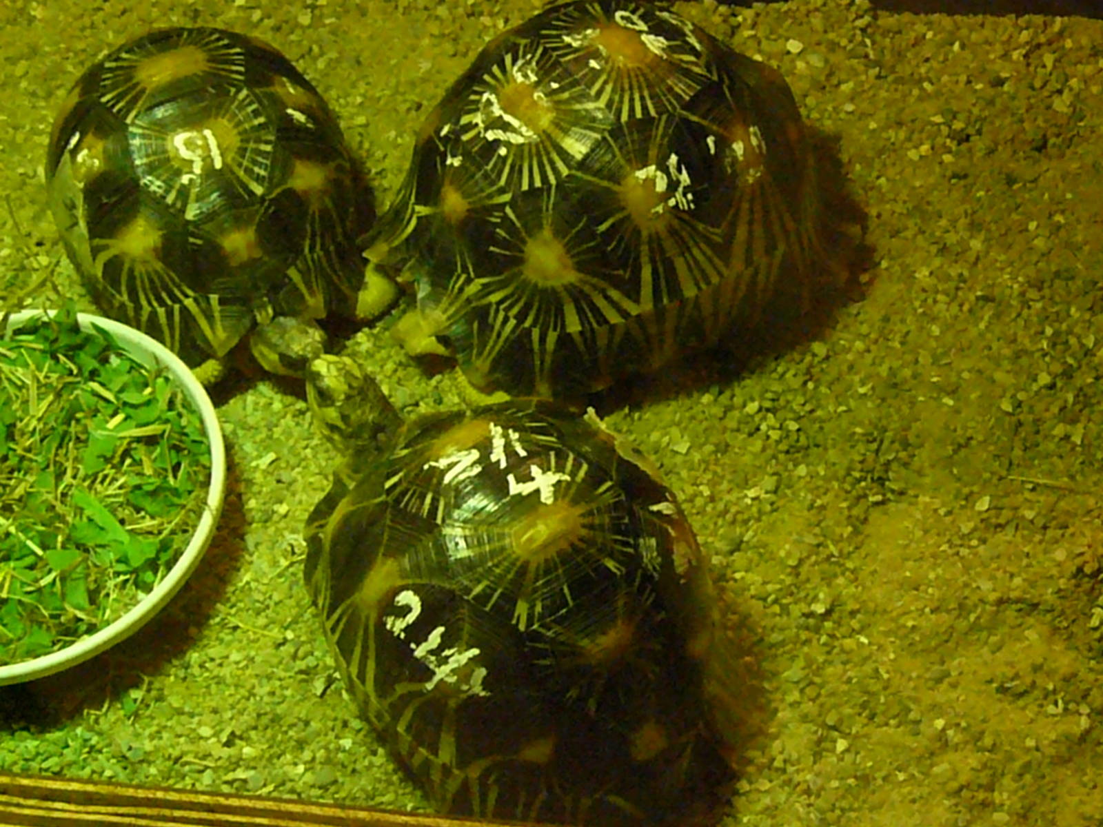 CONFISCATED TORTY'S