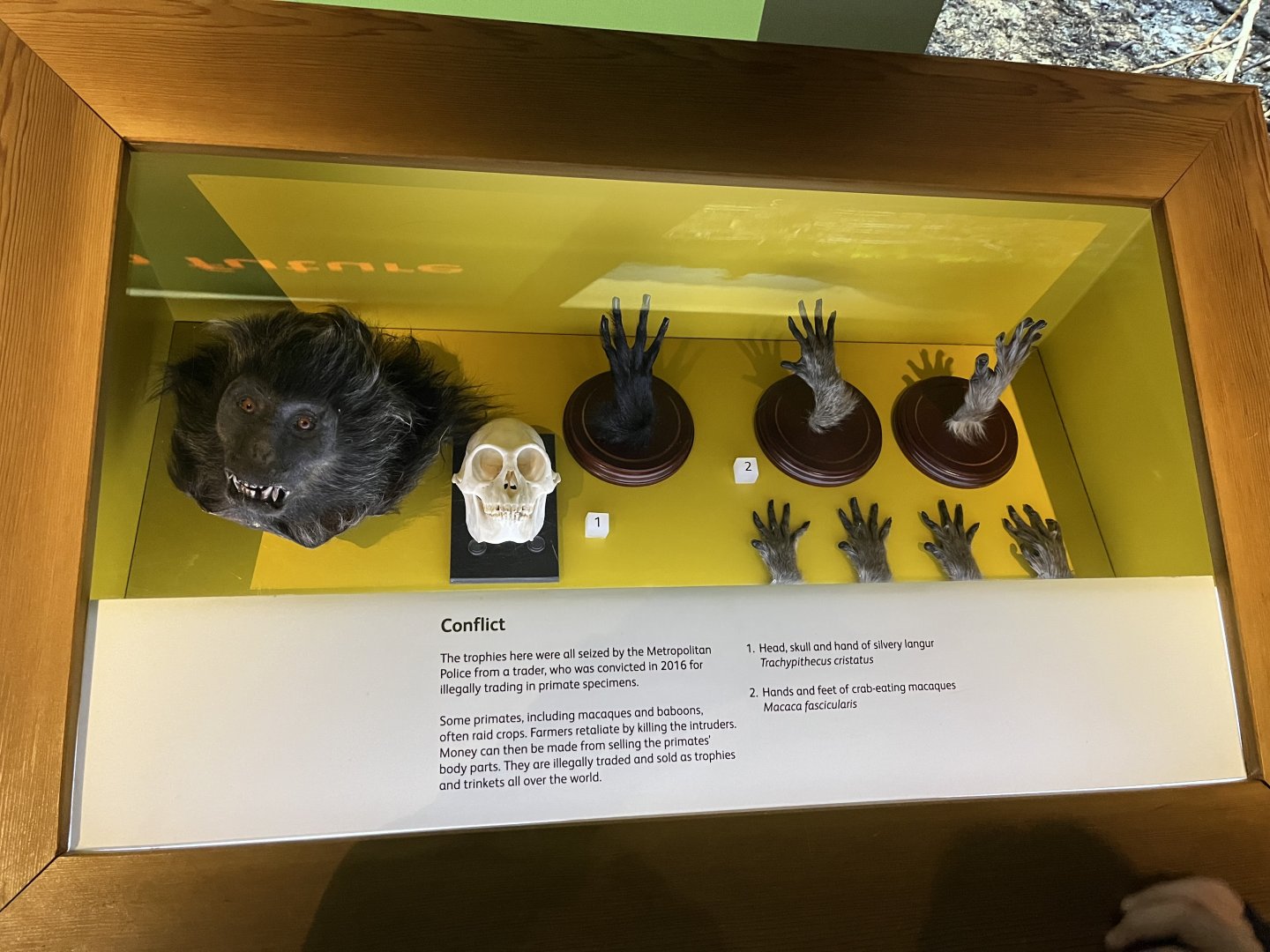 Confiscated wildlife trade items (read sign)