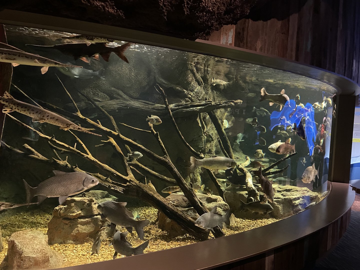 Confluence Gallery- Mississippi and Missouri River Mixed-Species Tank