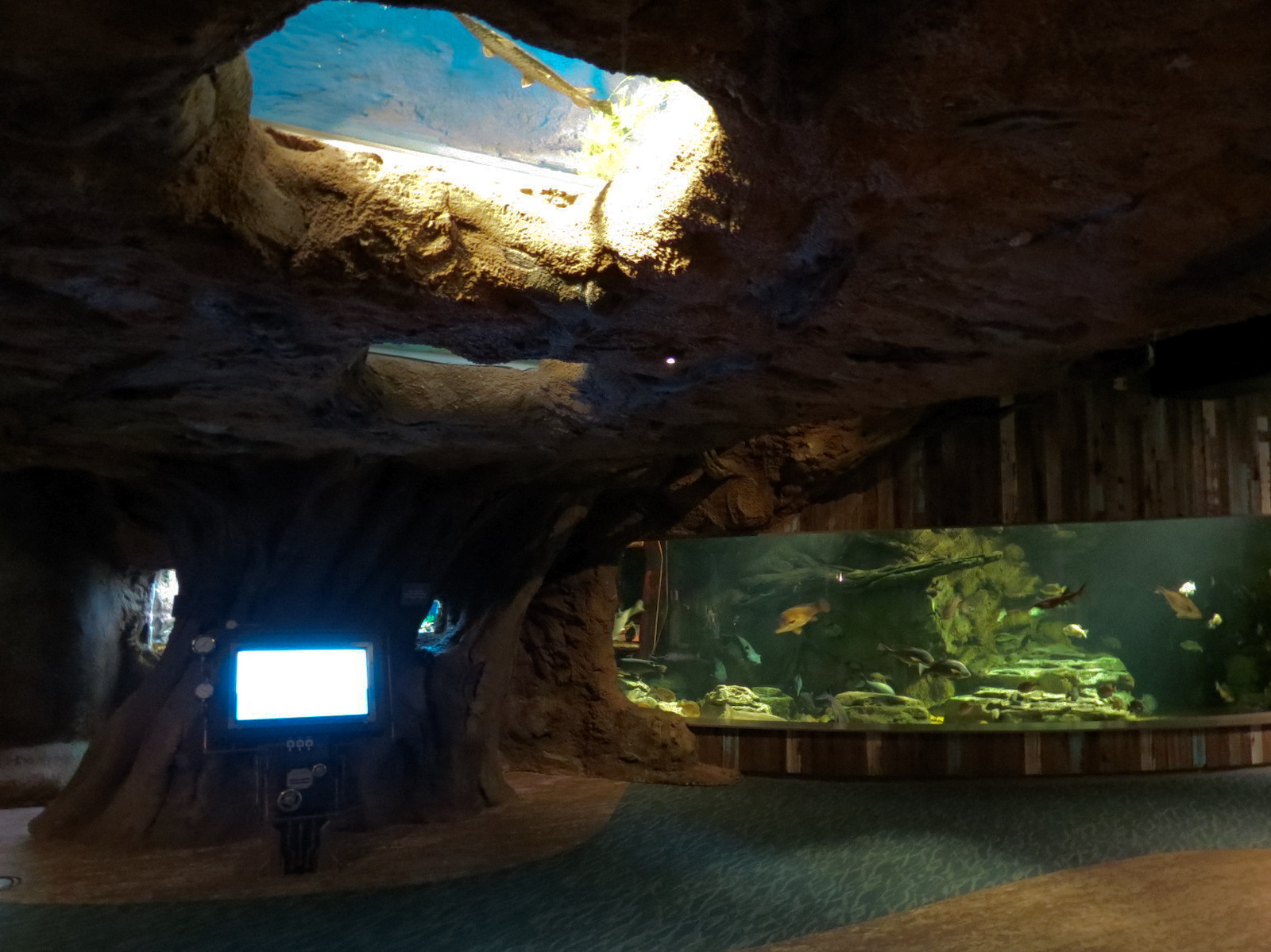 Confluence Gallery - Mixed Species Exhibit - Overhead Window