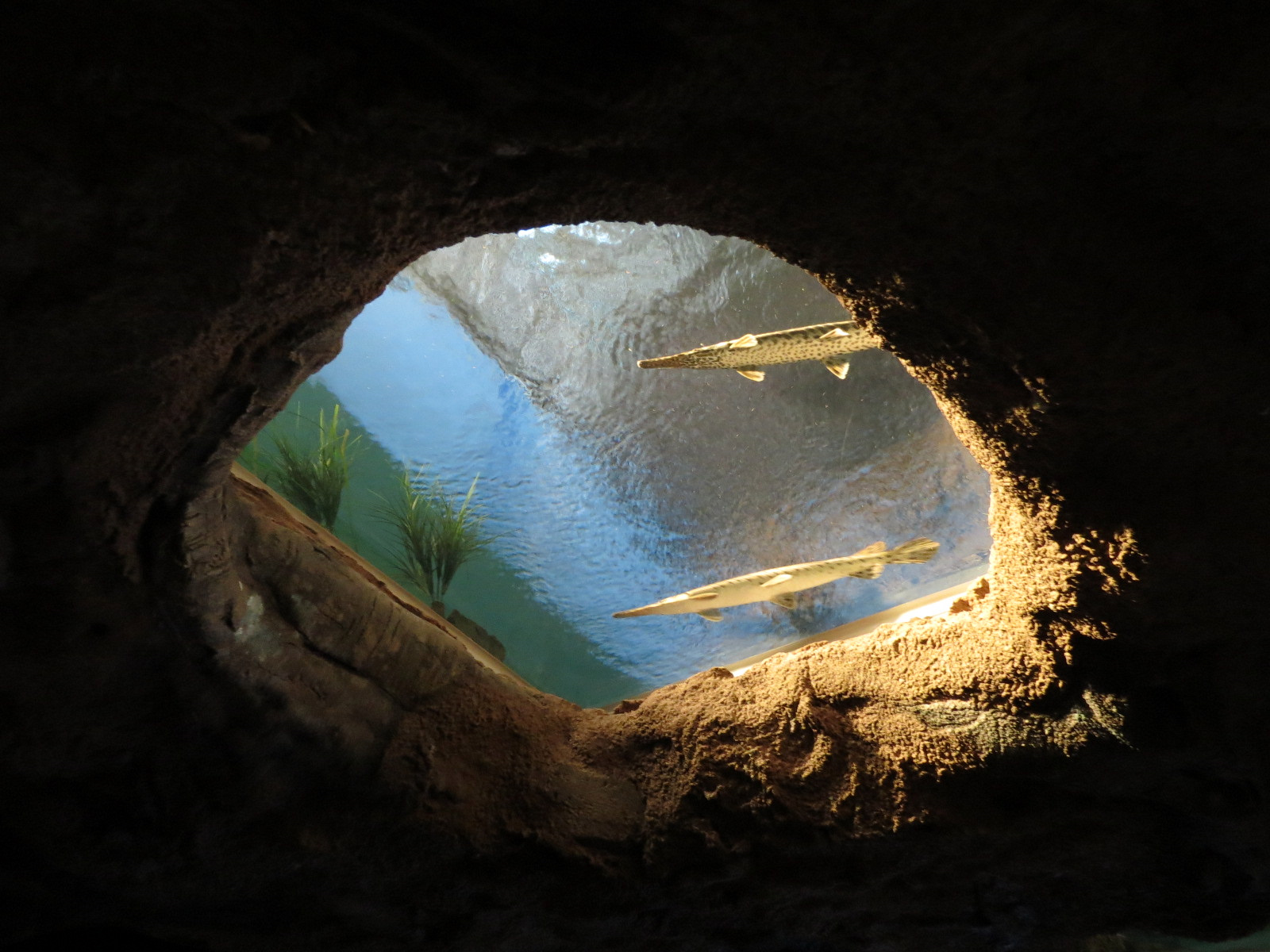 Confluence Gallery - Mixed Species Exhibit - Overhead Window
