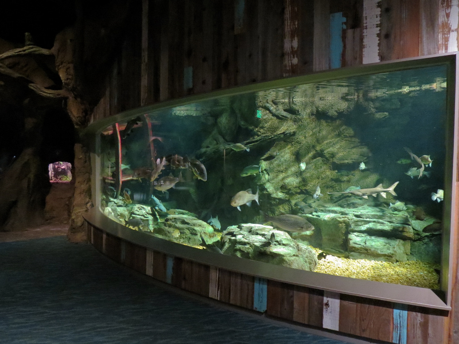 Confluence Gallery - Mixed Species Exhibit