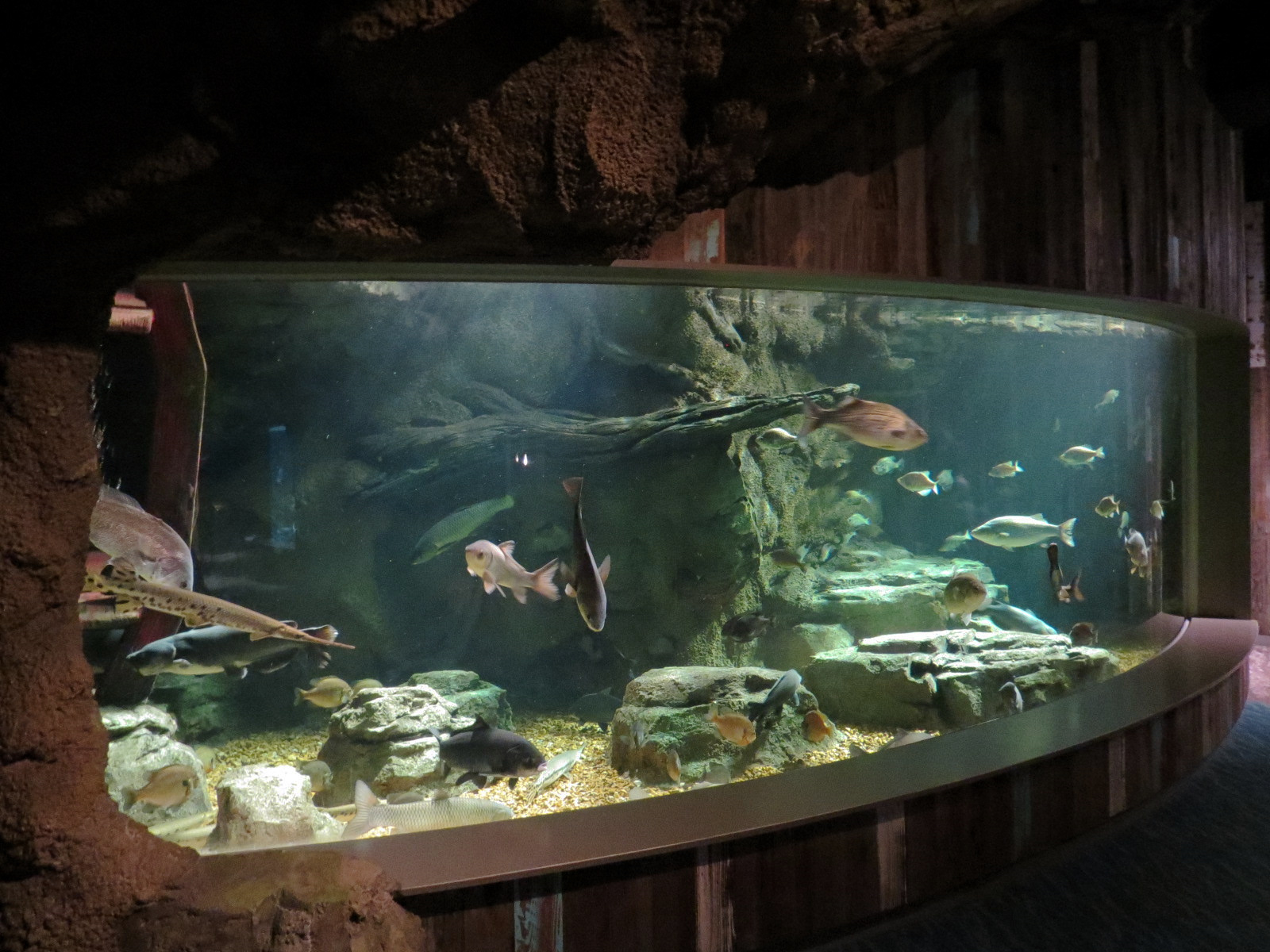 Confluence Gallery - Mixed Species Exhibit