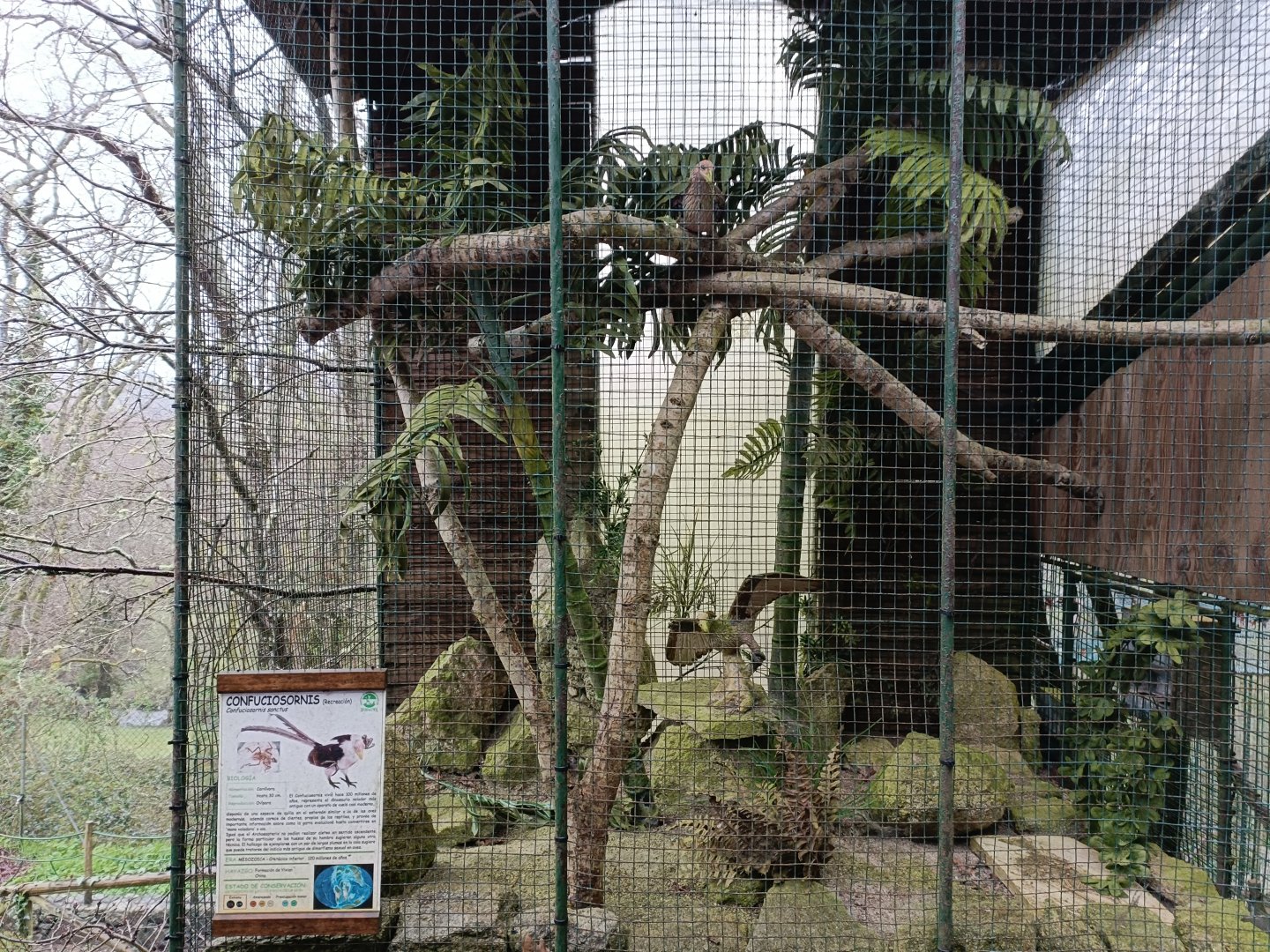 Confuciosornis exhibit - Avifauna Lugo