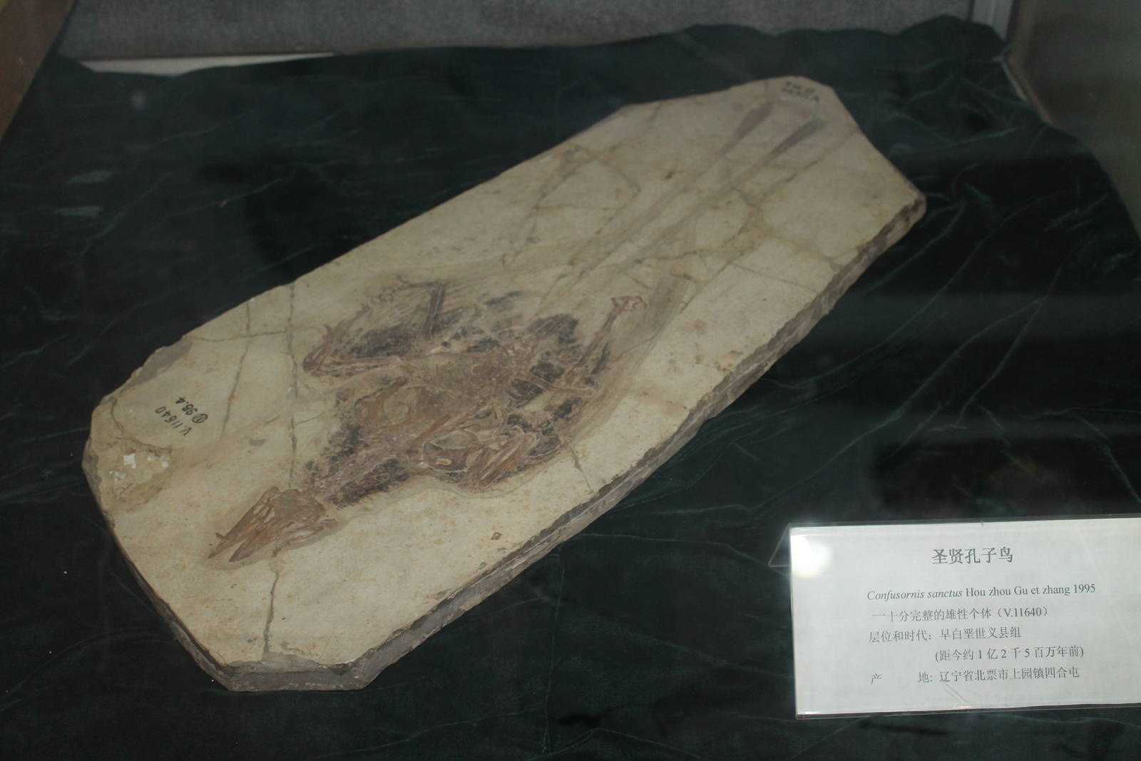 Confuciusornis sanctus