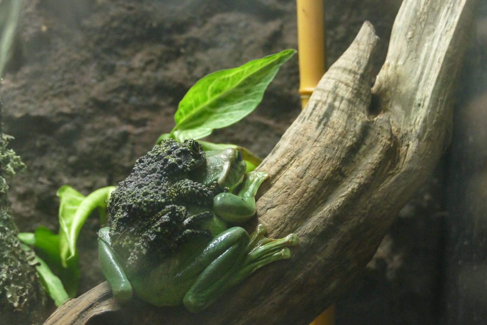 Confused frogs, March 2022