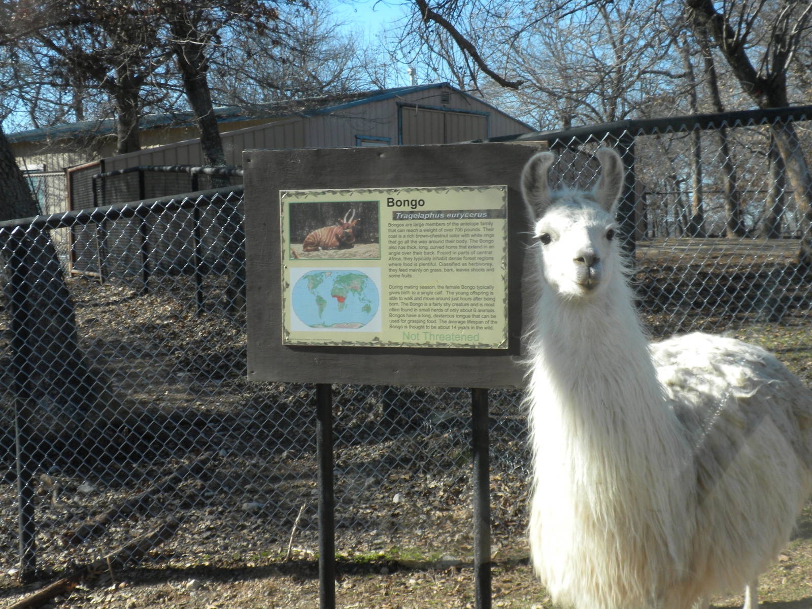 Confused Llama