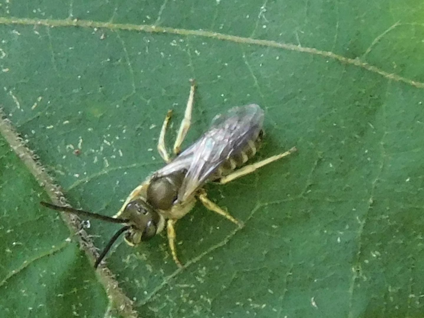 Confusing furrow bee