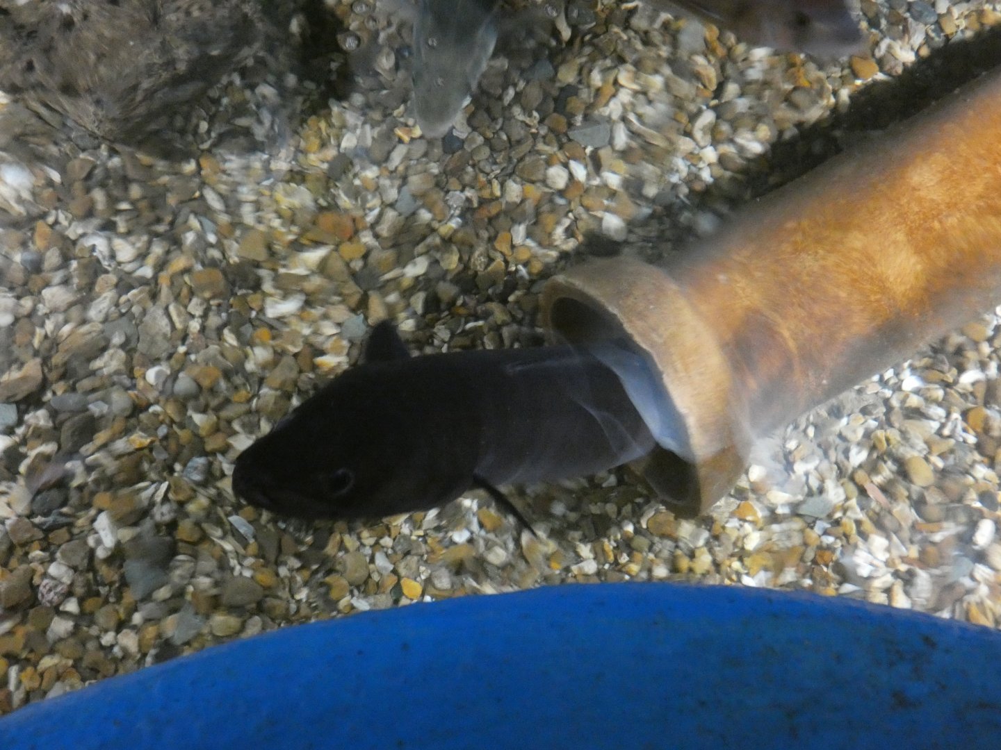 Conger Eel (Fowey Aquarium)
