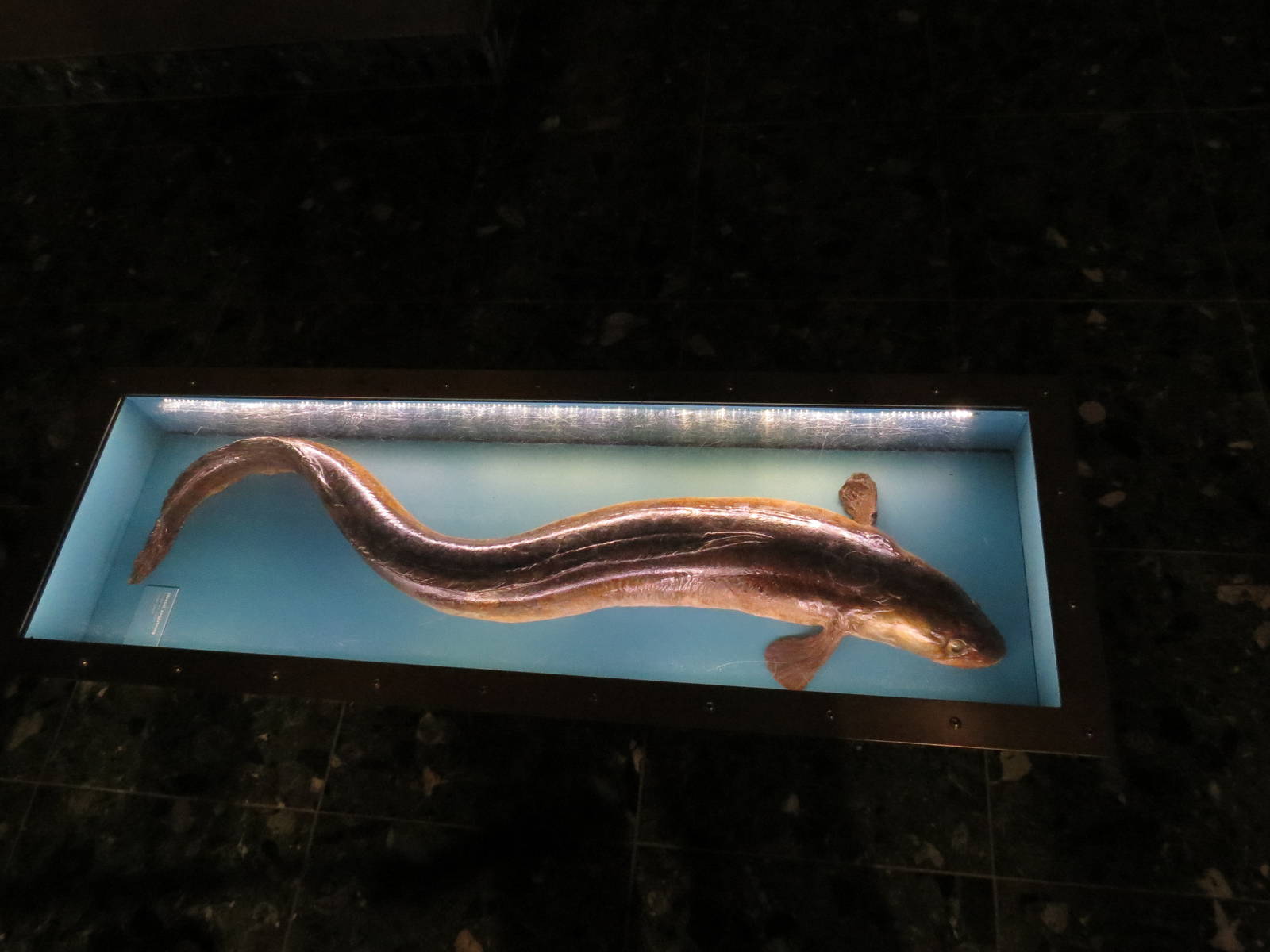 Conger eel, June 2015