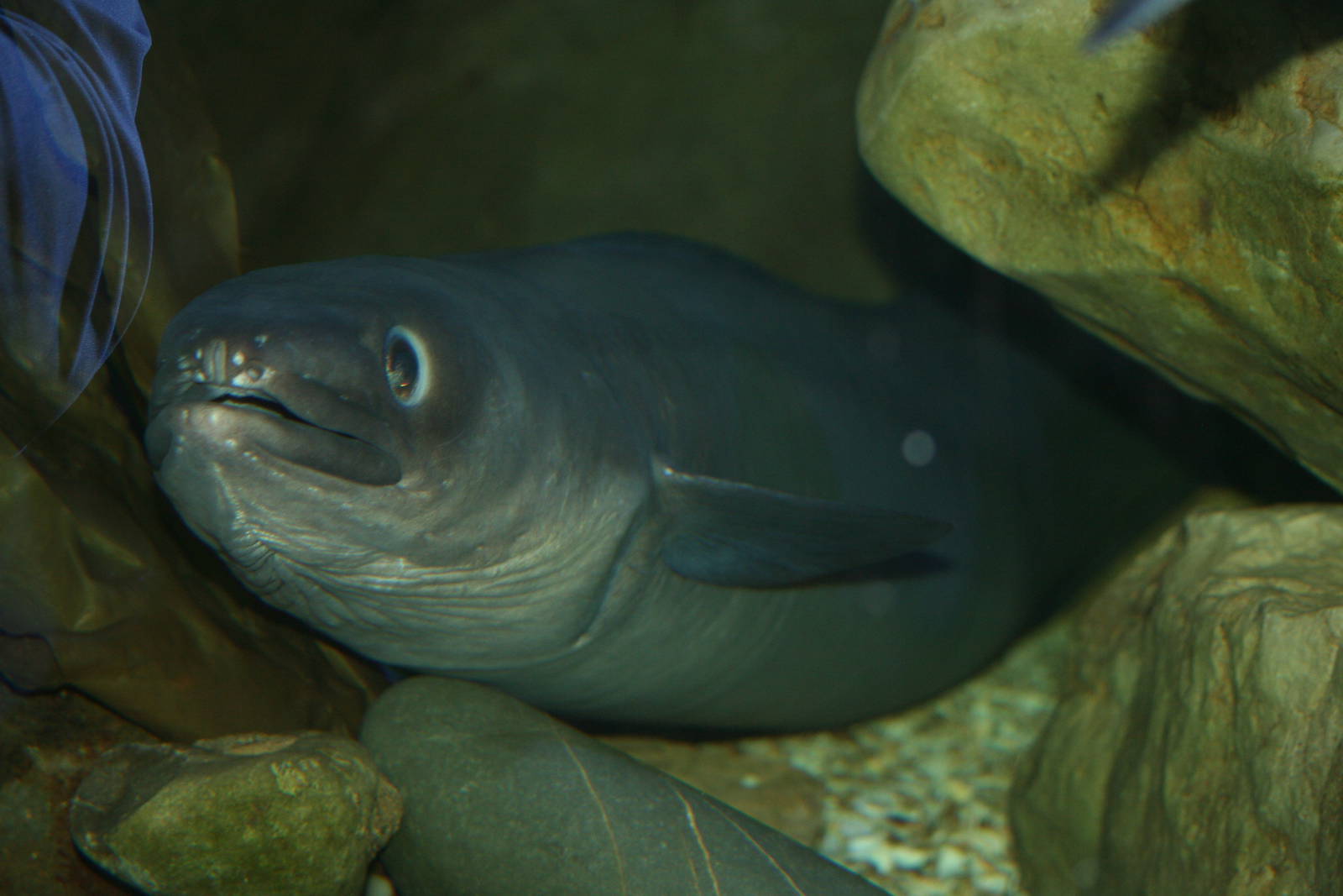 Conger eel