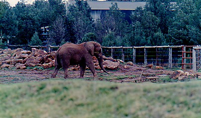 Congo  African Elephant bull @ WPZ