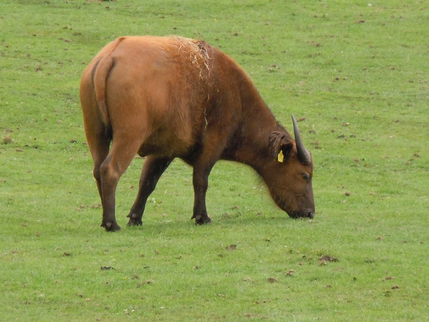 Congo/African Forest Buffalo 130720