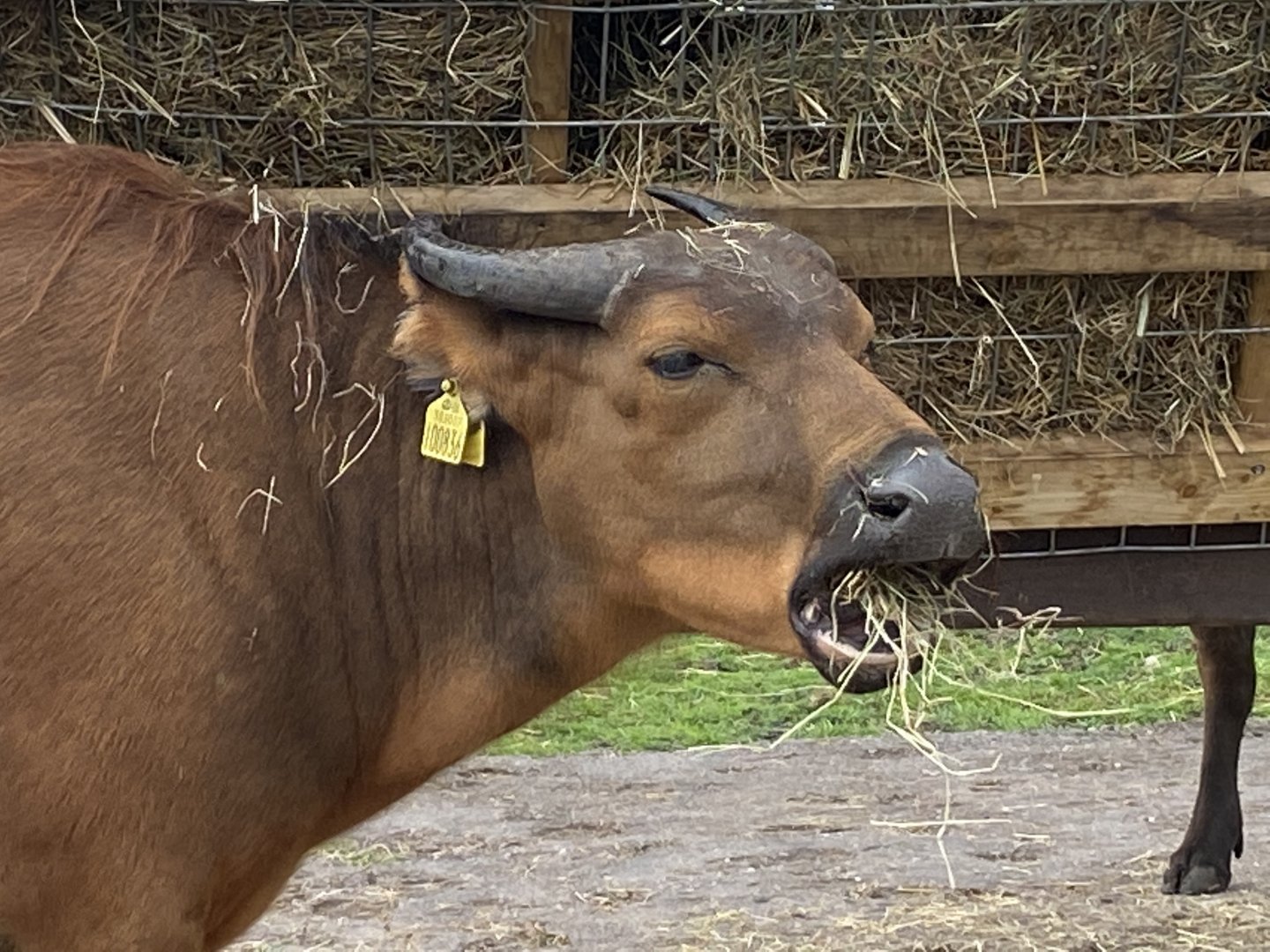Congo/African Forest Buffalo 130720