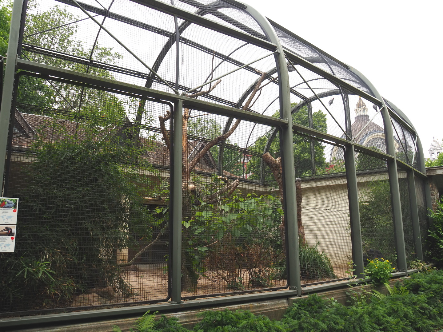 Congo African grey parrot and Abyssinian ground hornbill aviary, 2021-06-12
