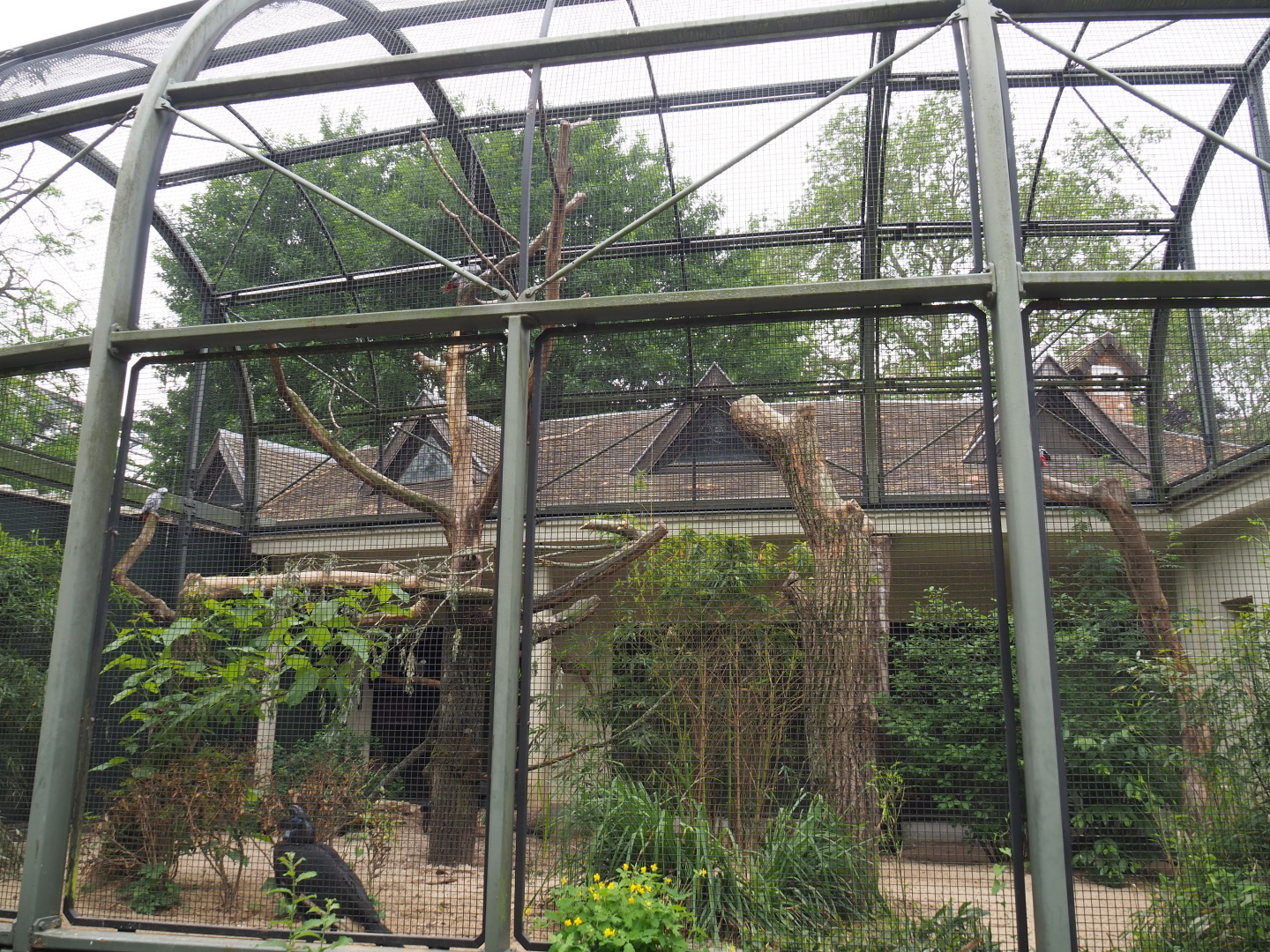Congo African grey parrot and Abyssinian ground hornbill aviary, 2021-06-12