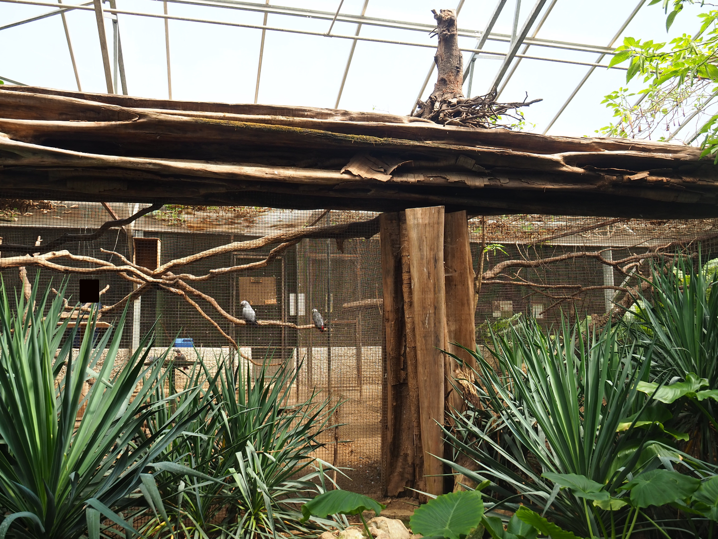 Congo African grey parrot and separation aviaries, 2019-08-04