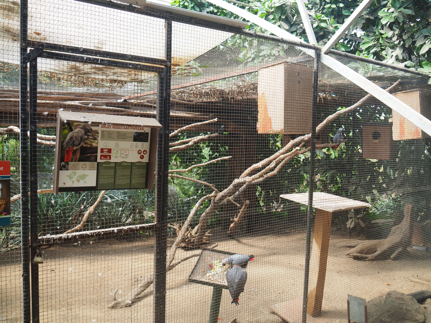Congo African grey parrot aviary, 2019-08-04