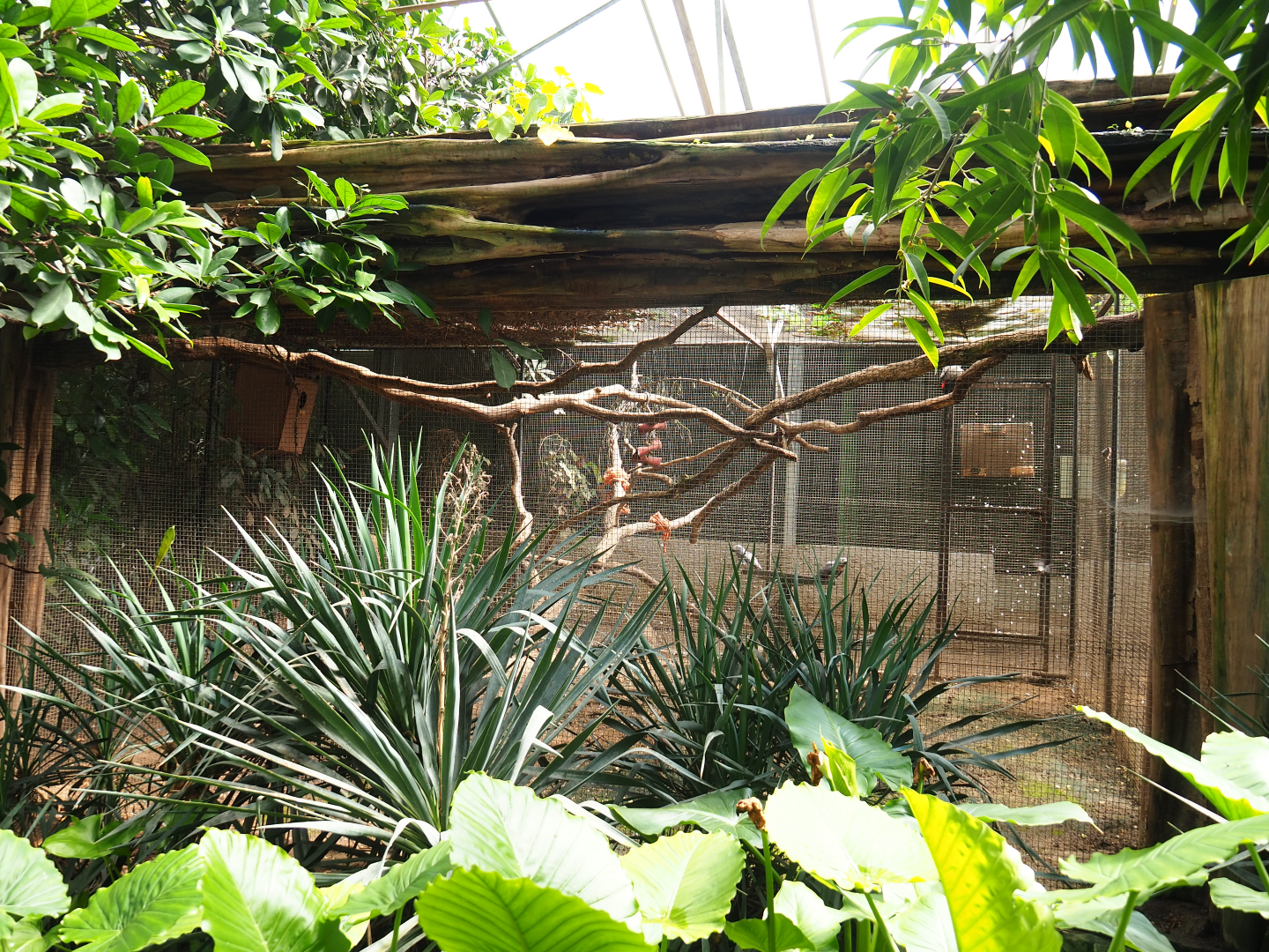 Congo African grey parrot aviary, 2020-06-20