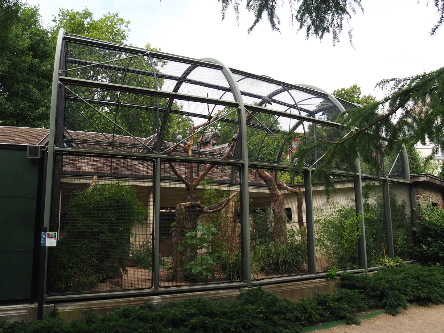 Congo African grey parrot aviary, 2020-06-28