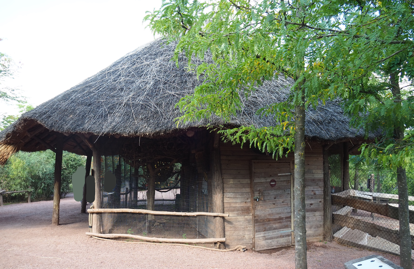 Congo African grey parrot aviary, 2020-09-02