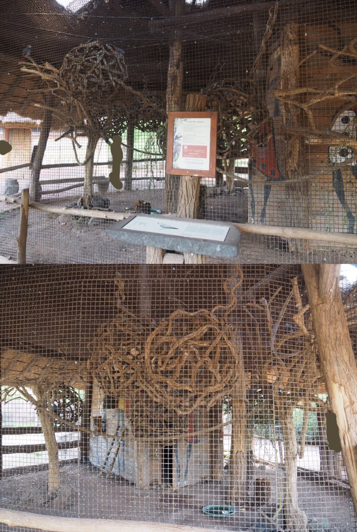 Congo African grey parrot aviary, 2020-09-02