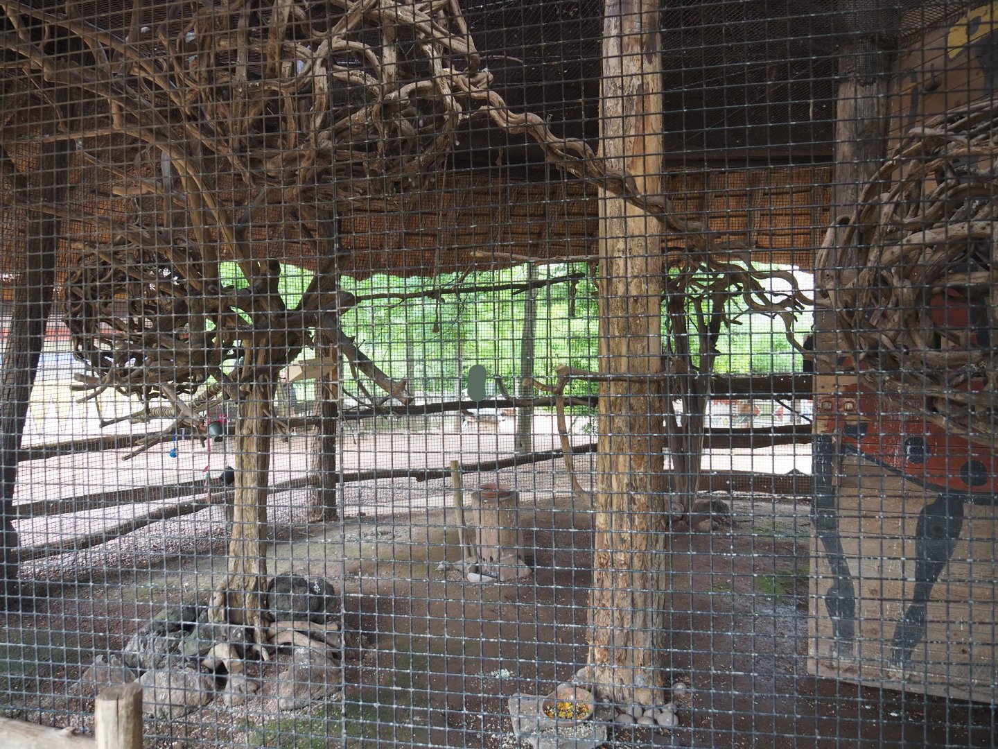 Congo African grey parrot  aviary, 2022-06-28