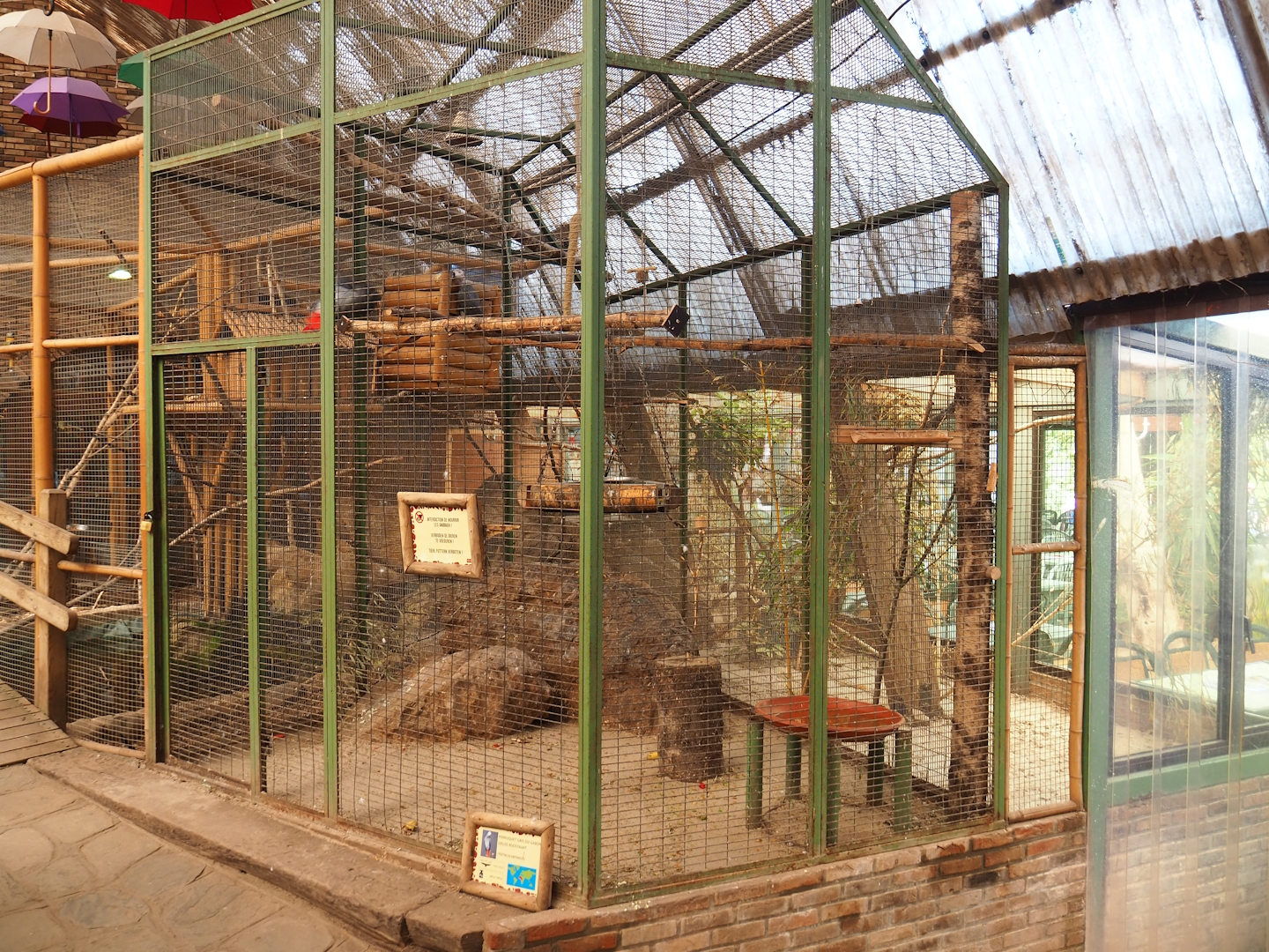 Congo African grey parrot aviary, 2023-05-19