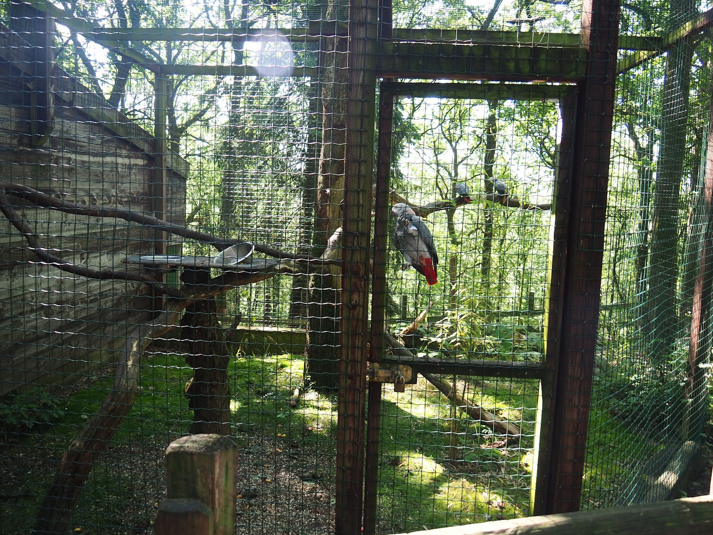 Congo African grey parrot aviary, 2023-06-24