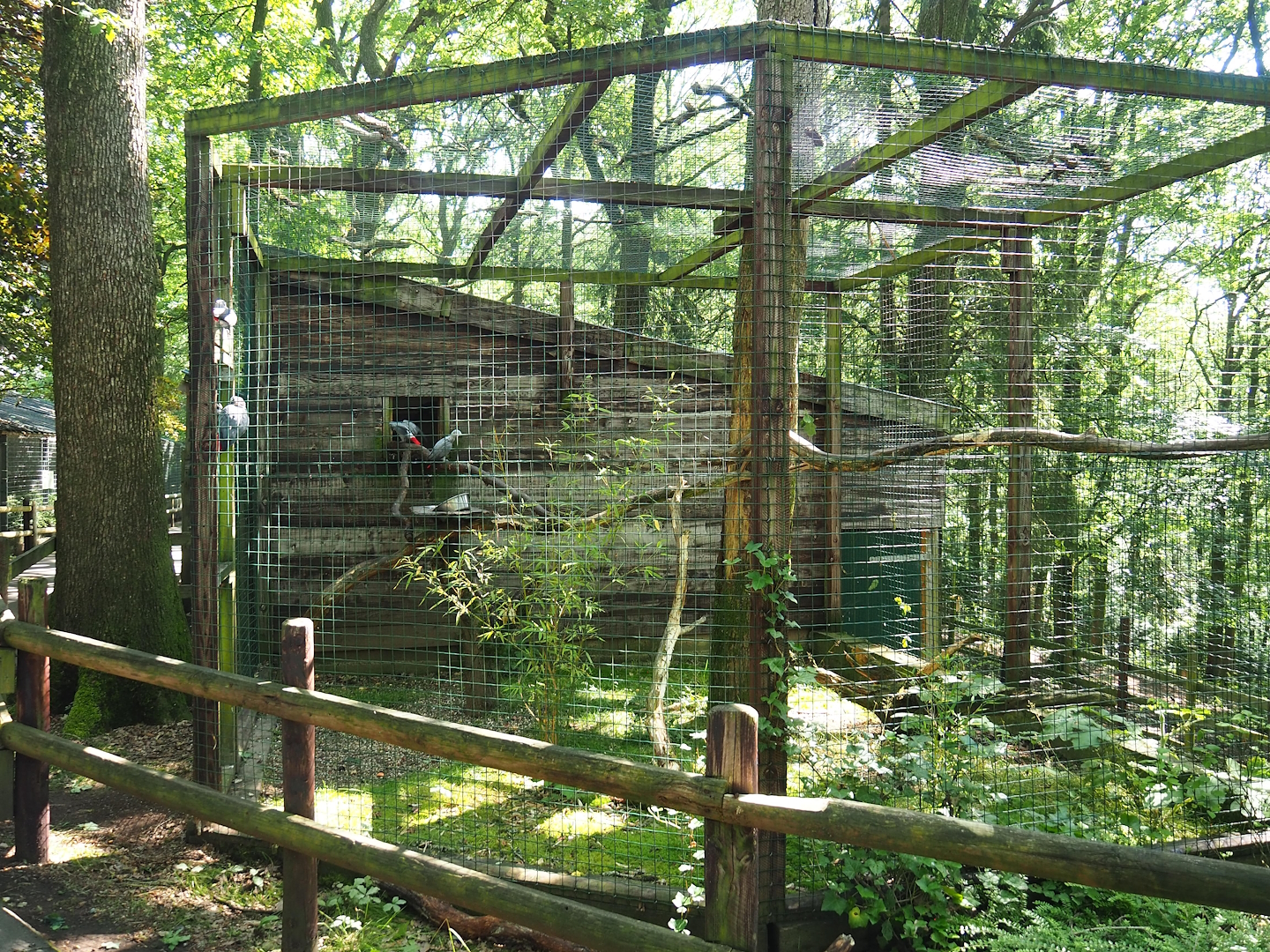 Congo African grey parrot aviary, 2023-06-24