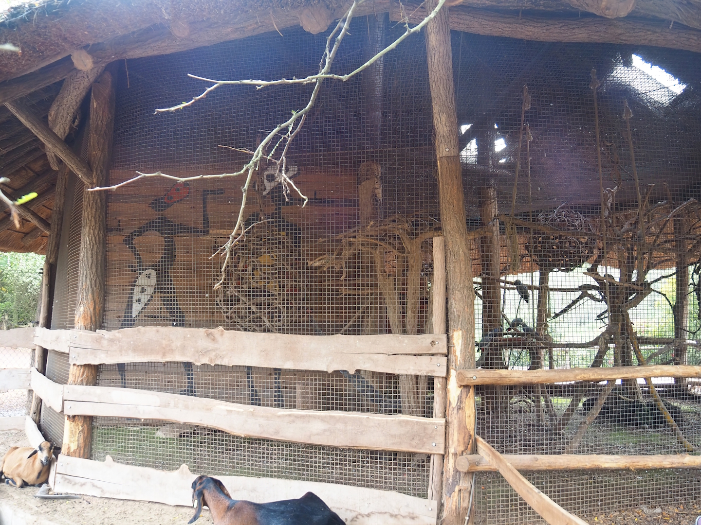Congo African grey parrot aviary, 2023-10-13