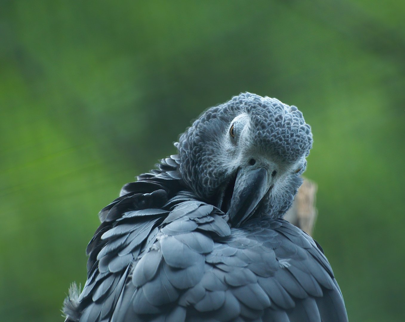 Congo African grey parrot (Psittacus erithacus), 2008-08-06