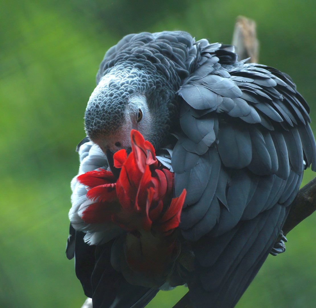 Congo African grey parrot (Psittacus erithacus), 2008-08-06