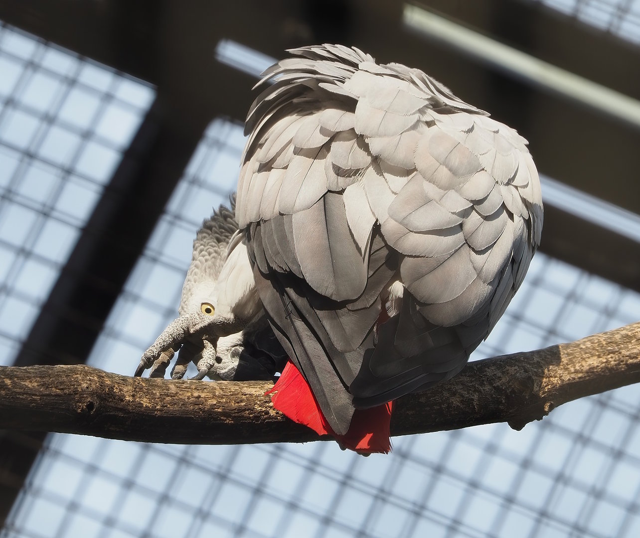 Congo African grey parrot (Psittacus erithacus), 2022-08-16