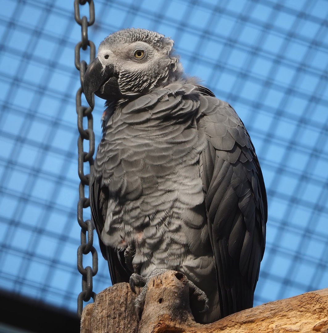 Congo African grey parrot (Psittacus erithacus), 2022-09-04