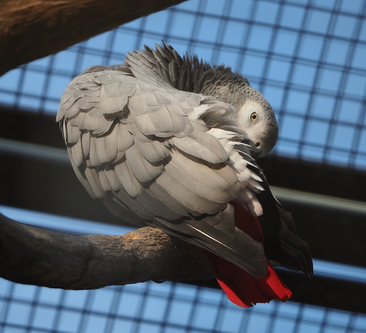 Congo African grey parrot (Psittacus erithacus), 2022-09-04