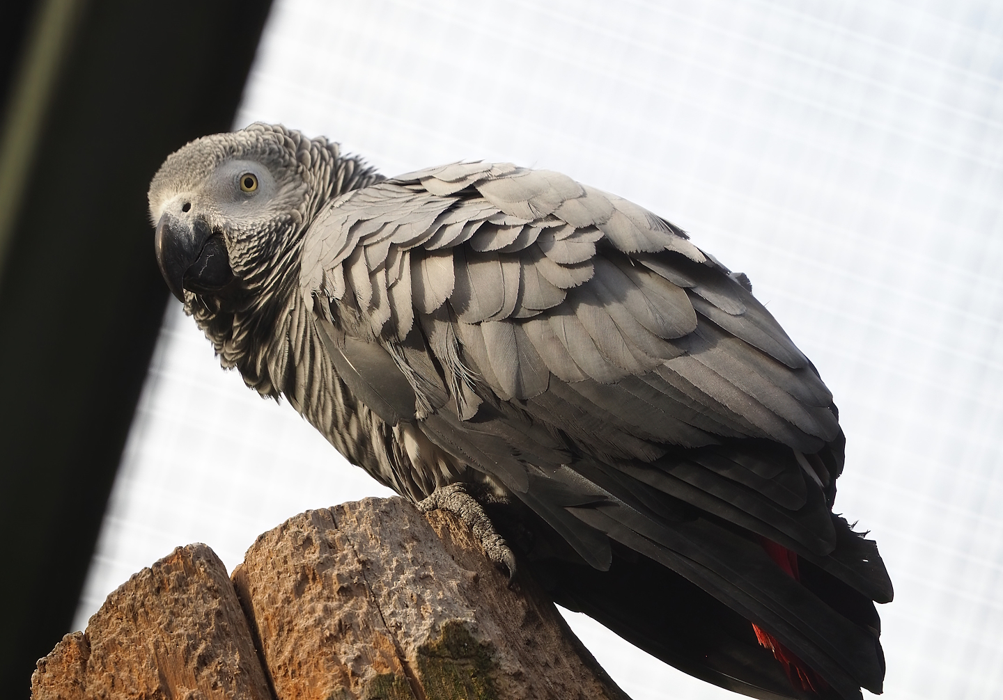 Congo African grey parrot (Psittacus erithacus), 2022-10-29