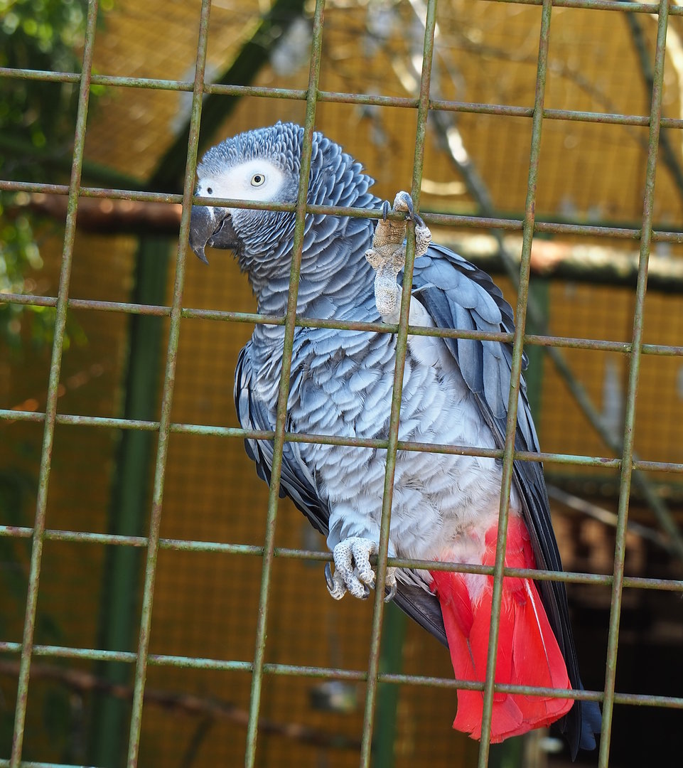 Congo African grey parrot  (Psittacus erithacus), 2023-05-19