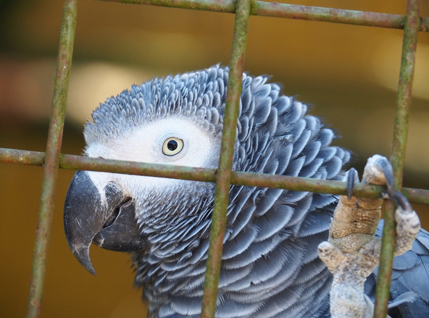 Congo African grey parrot  (Psittacus erithacus), 2023-05-19